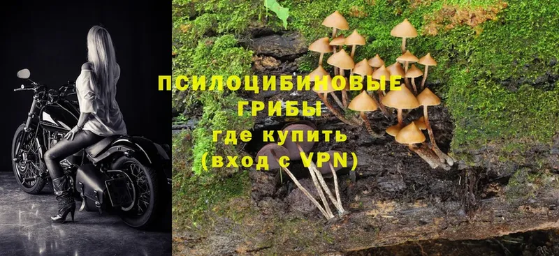 где купить наркоту  Туринск  Галлюциногенные грибы Magic Shrooms 